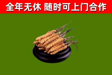 北海回收冬虫夏草